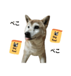 柴犬わんわん2（個別スタンプ：31）