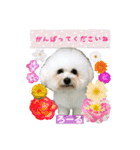 みよん家のわんこ＆にゃんこ ②（個別スタンプ：1）