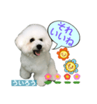 みよん家のわんこ＆にゃんこ ②（個別スタンプ：6）