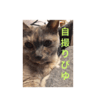 【癒しねこ】びゆ（個別スタンプ：2）