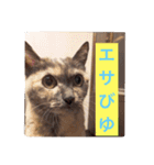【癒しねこ】びゆ（個別スタンプ：3）
