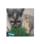 【癒しねこ】びゆ（個別スタンプ：4）