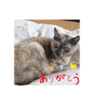 【癒しねこ】びゆ（個別スタンプ：6）
