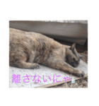 【癒しねこ】びゆ（個別スタンプ：7）