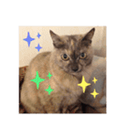 【癒しねこ】びゆ（個別スタンプ：8）