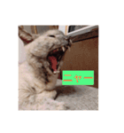 【癒しねこ】びゆ（個別スタンプ：10）
