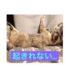 【癒しねこ】びゆ（個別スタンプ：11）