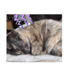 【癒しねこ】びゆ（個別スタンプ：12）