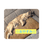 【癒しねこ】びゆ（個別スタンプ：14）
