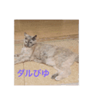 【癒しねこ】びゆ（個別スタンプ：16）