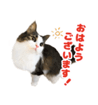 ぷにたまでこの敬語スタンプ（個別スタンプ：1）