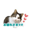 ぷにたまでこの敬語スタンプ（個別スタンプ：3）