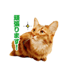 ぷにたまでこの敬語スタンプ（個別スタンプ：5）