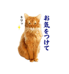 ぷにたまでこの敬語スタンプ（個別スタンプ：10）