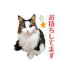 ぷにたまでこの敬語スタンプ（個別スタンプ：13）