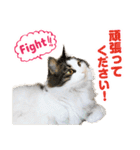 ぷにたまでこの敬語スタンプ（個別スタンプ：15）
