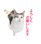ぷにたまでこの敬語スタンプ（個別スタンプ：16）