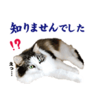 ぷにたまでこの敬語スタンプ（個別スタンプ：20）