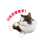 ぷにたまでこの敬語スタンプ（個別スタンプ：22）