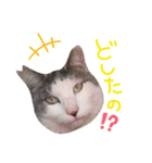 "TODA"cats！（個別スタンプ：2）