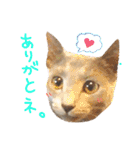 "TODA"cats！（個別スタンプ：24）