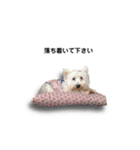 トイプードルのショコちゃん3（個別スタンプ：30）