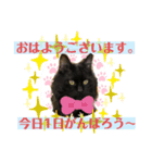 ねこにゃんスタンプ①（個別スタンプ：1）