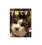 ねこにゃんスタンプ①（個別スタンプ：3）