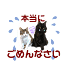 ねこにゃんスタンプ①（個別スタンプ：5）