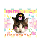 ねこにゃんスタンプ①（個別スタンプ：7）