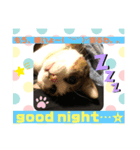 ねこにゃんスタンプ①（個別スタンプ：8）
