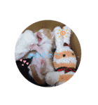 こにゃこ（個別スタンプ：1）
