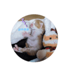 こにゃこ（個別スタンプ：2）