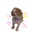 こにゃこ（個別スタンプ：5）