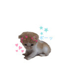 こにゃこ（個別スタンプ：7）