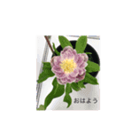 花の気持ちスタンプ（個別スタンプ：2）