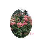 花の気持ちスタンプ（個別スタンプ：4）
