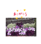 花の気持ちスタンプ（個別スタンプ：9）