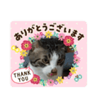 保護猫いち君＆チイちゃん（個別スタンプ：1）