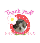 保護猫いち君＆チイちゃん（個別スタンプ：2）