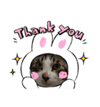 保護猫いち君＆チイちゃん（個別スタンプ：3）