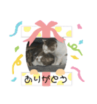 保護猫いち君＆チイちゃん（個別スタンプ：4）