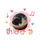 保護猫いち君＆チイちゃん（個別スタンプ：6）