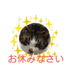 保護猫いち君＆チイちゃん（個別スタンプ：7）
