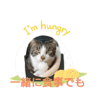 保護猫いち君＆チイちゃん（個別スタンプ：12）