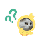 保護猫いち君＆チイちゃん（個別スタンプ：22）