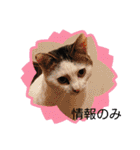 保護猫いち君＆チイちゃん（個別スタンプ：26）