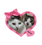 保護猫いち君＆チイちゃん（個別スタンプ：27）