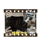 保護猫いち君＆チイちゃん（個別スタンプ：28）