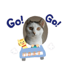 保護猫いち君＆チイちゃん（個別スタンプ：29）